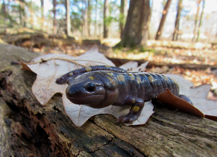 Spotted Salamander